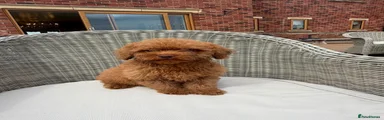 Mini Goldendoodle 1