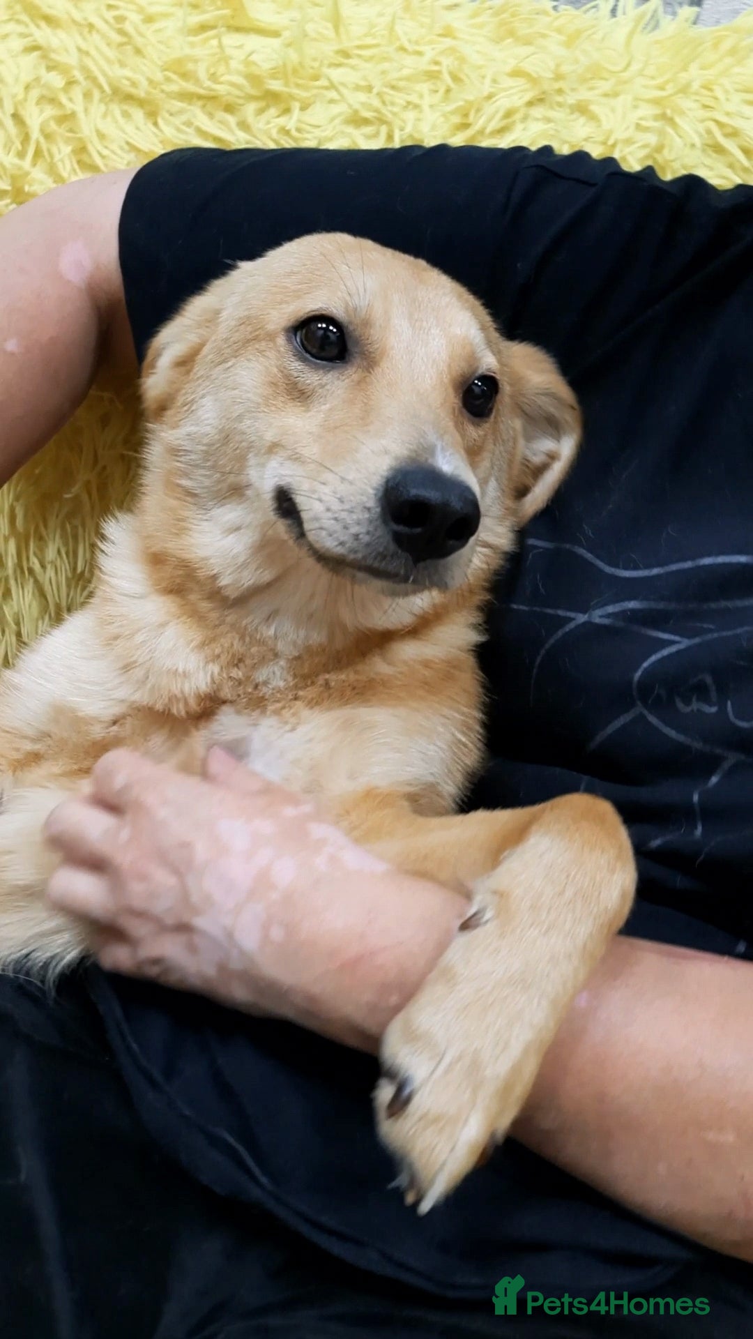 Mixed Breed dogs for adoption: 💖🐶 LESSY 🐶💖 - Image 1