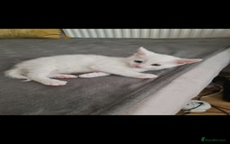 Domestic Shorthair cats for sale: 2 white kittens ready to move into their new homes - Image 7