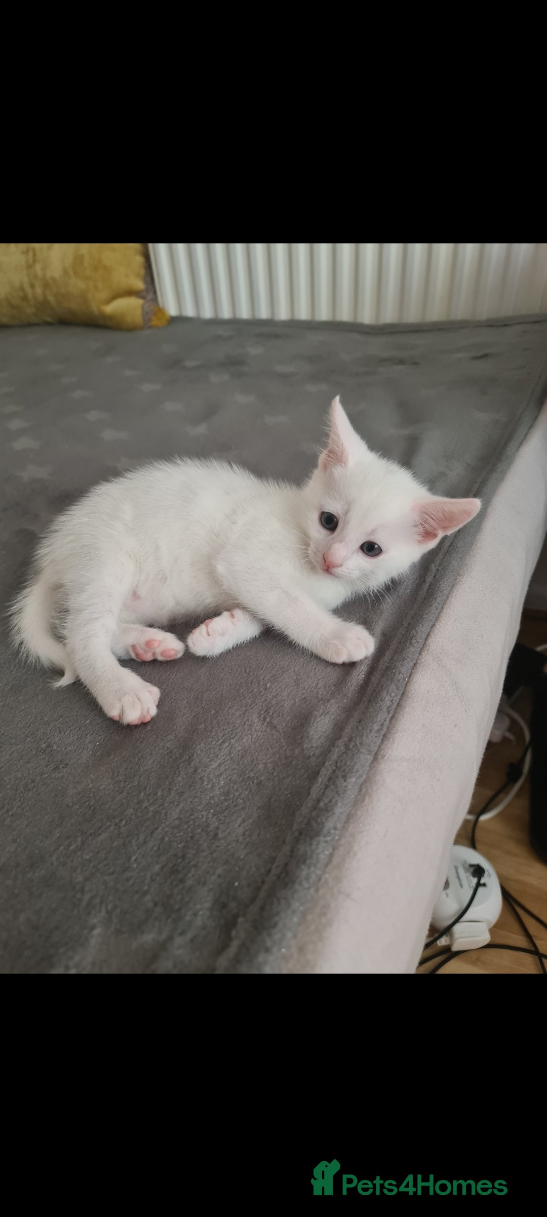 Domestic Shorthair cats for sale: 2 white kittens ready to move into their new homes - Image 7