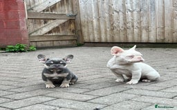 French Bulldog dogs for sale: LAST BOY AMAZING DNA REDUCED  - Image 3