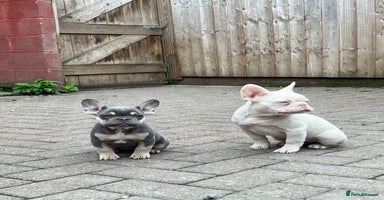 French Bulldog dogs - Advert 4