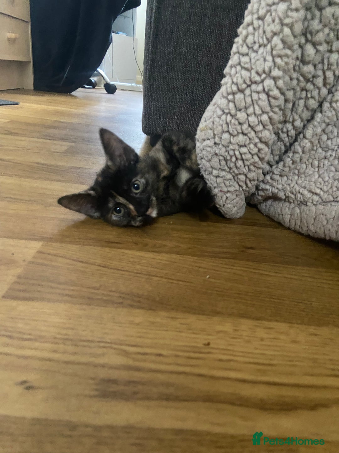 Bengal cats for sale: adorable bengal/tort kitties for sale - Image 14