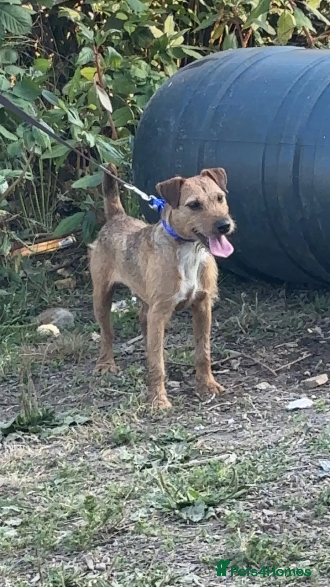 Lakeland Terrier dogs for sale: Rags lovely dog with a great temperament 11 months - Advert 4
