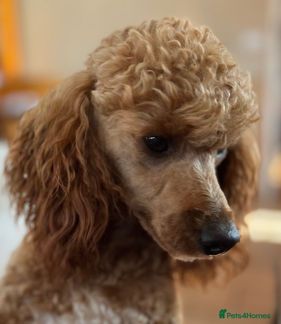 Miniature Poodle dogs for stud: Red, is a gentle, loving, confident lad. - Advert 2