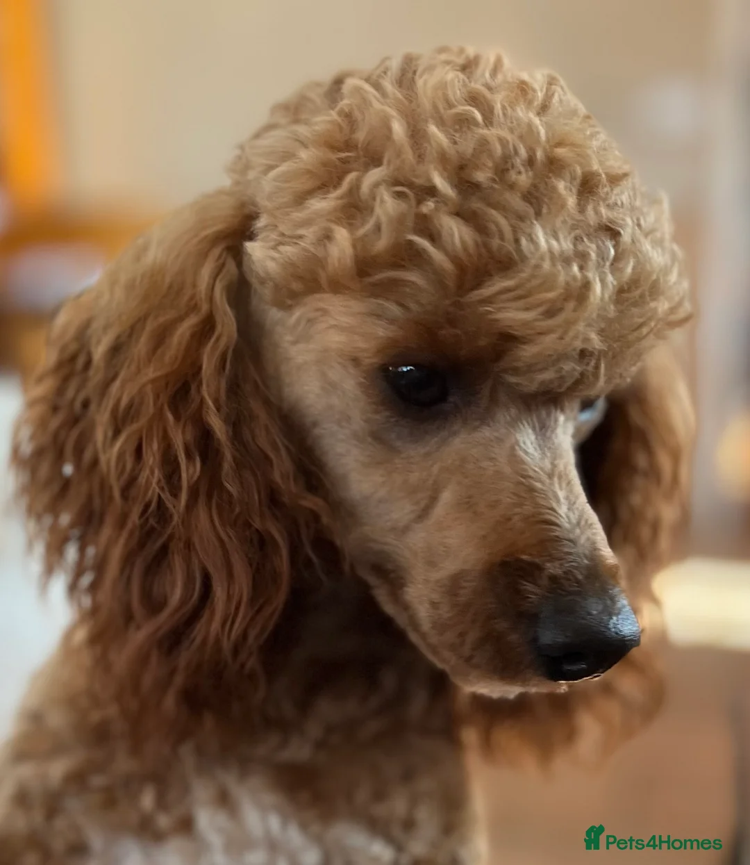 Miniature Poodle dogs for stud: Red, is a gentle, loving, confident lad. - Advert 2