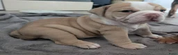 Olde English Bulldogge dogs for sale: Impeccable olde English bulldog  - Advert 2