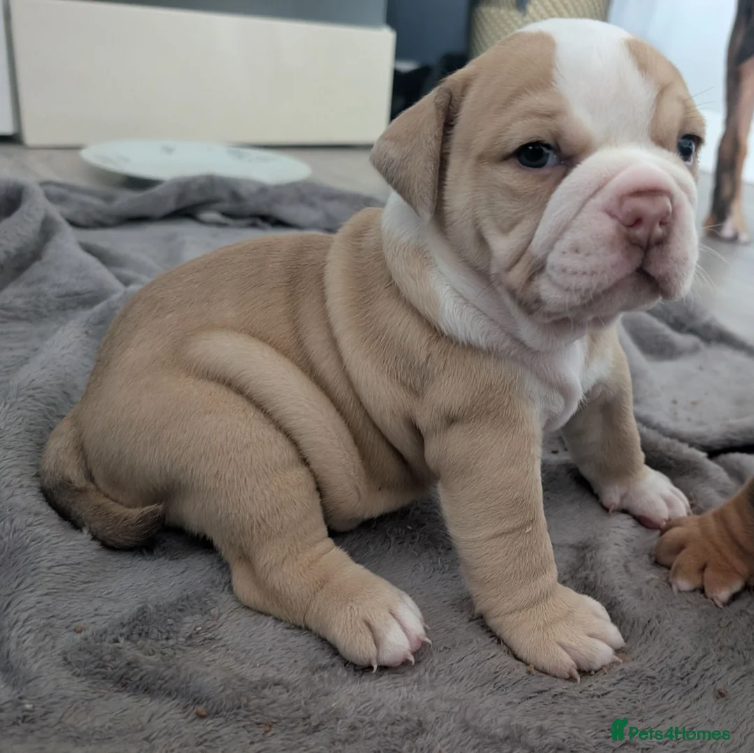 Olde English Bulldogge dogs for sale: Impeccable olde English bulldog  - Advert 2