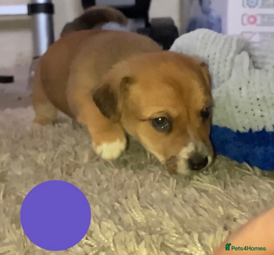 Jack Russell dogs for sale: Boy Jack russell puppies  - Advert 5