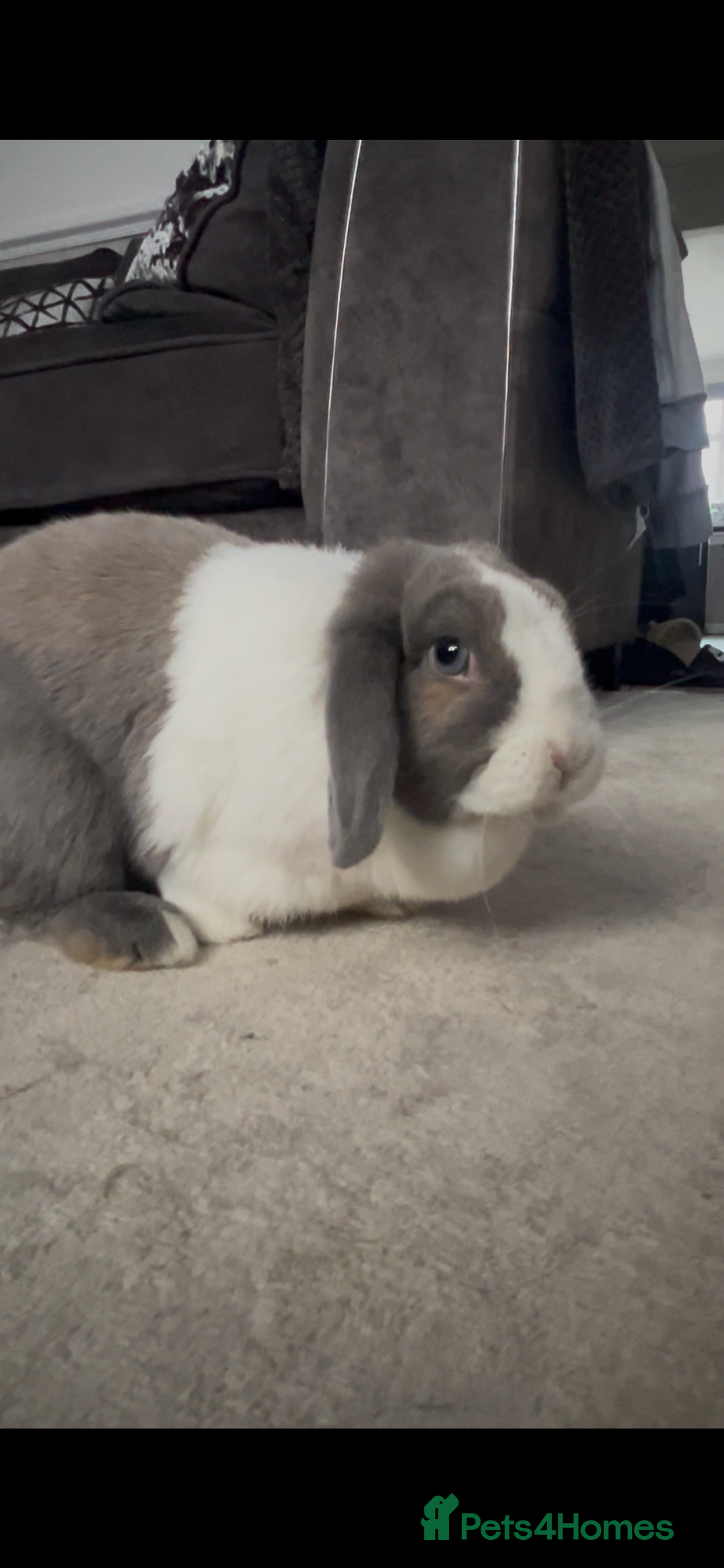 Mini Lop rabbits for sale: Mini lop  - Advert 5