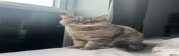 British Shorthair cats for sale: 2 BSH’s for rehoming - Must stay together! in Northampton - Advert 4