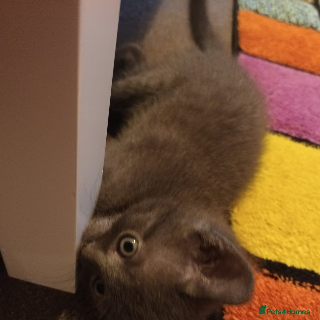 Mixed Breed cats for sale: Kittens - Image 6