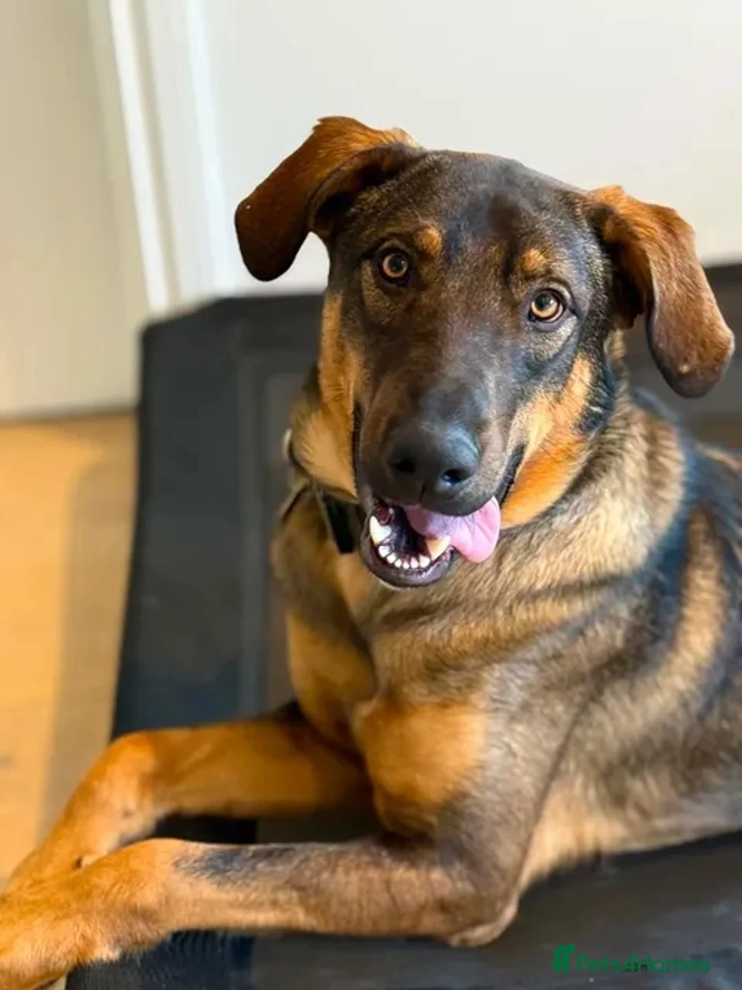 Mixed Breed dogs for adoption: Sammy is waiting for a forever family - Advert 2