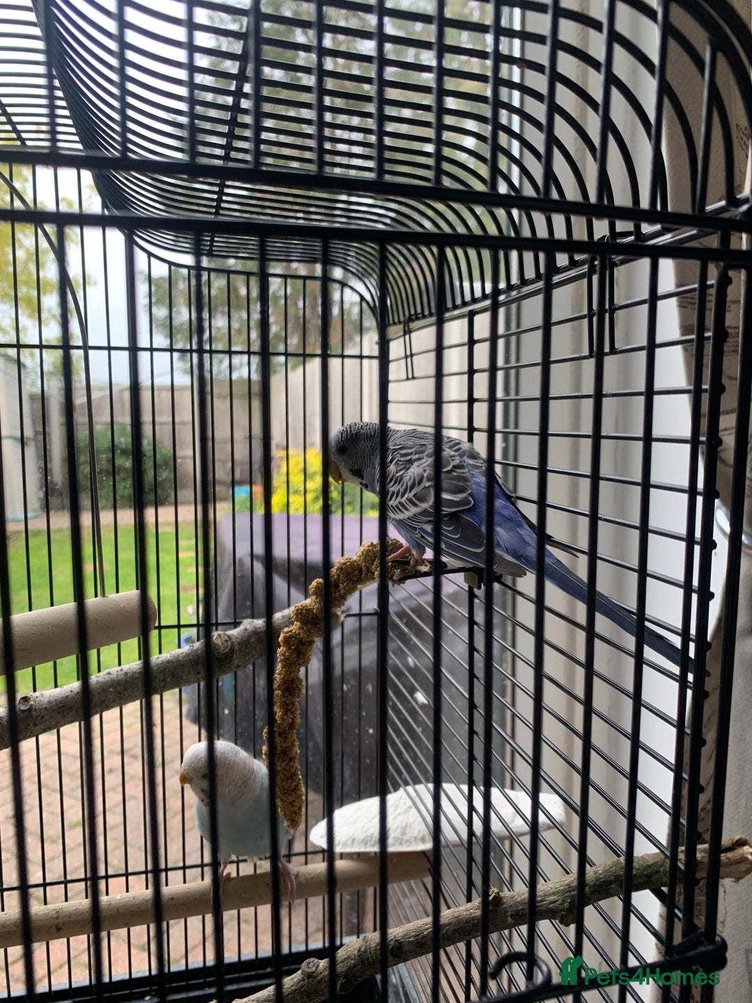 Budgerigars birds for sale: Budgies for sale pair  - Image 2