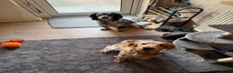 Cocker Spaniel dogs for stud: 2 beautiful cocker spaniels available for stud in Luton - Advert 2