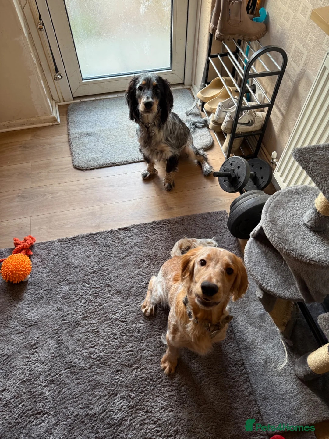 Cocker Spaniel dogs for stud: 2 beautiful cocker spaniels available for stud in Luton - Advert 2