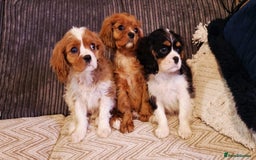 Cavalier King Charles Spaniel dogs for sale: Beautiful King Charles Cavalier Puppies - Image 8