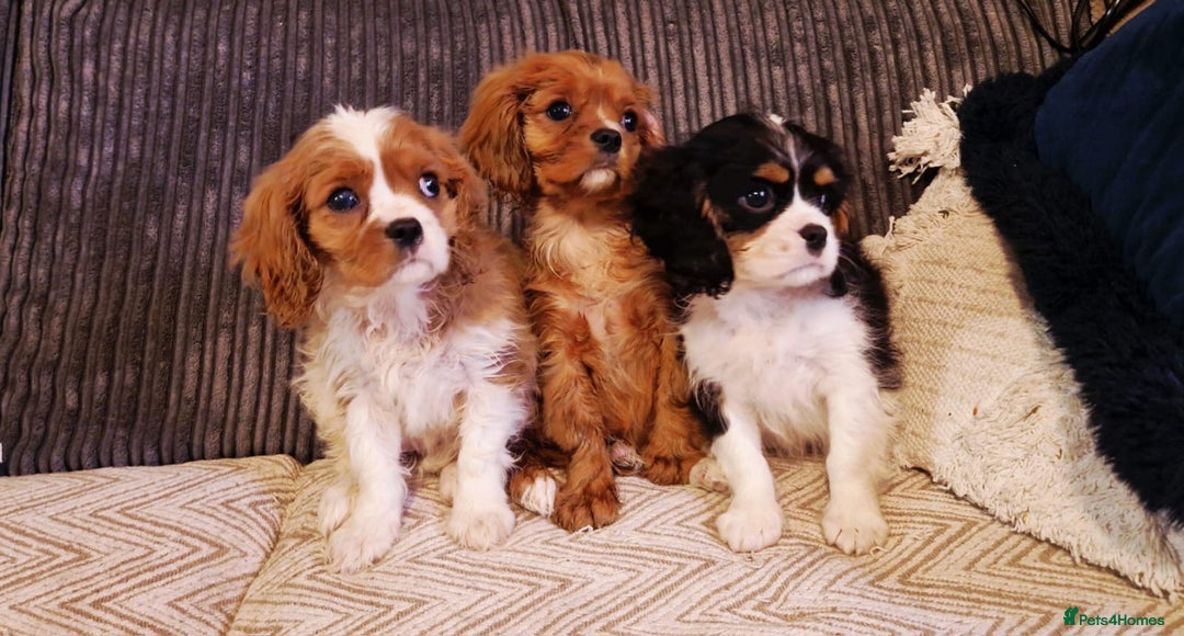 Cavalier King Charles Spaniel dogs for sale: Beautiful King Charles Cavalier Puppies - Image 8