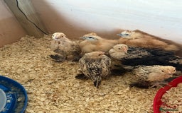Chickens poultry for sale: 6 week old chicks for sale  - Image 7