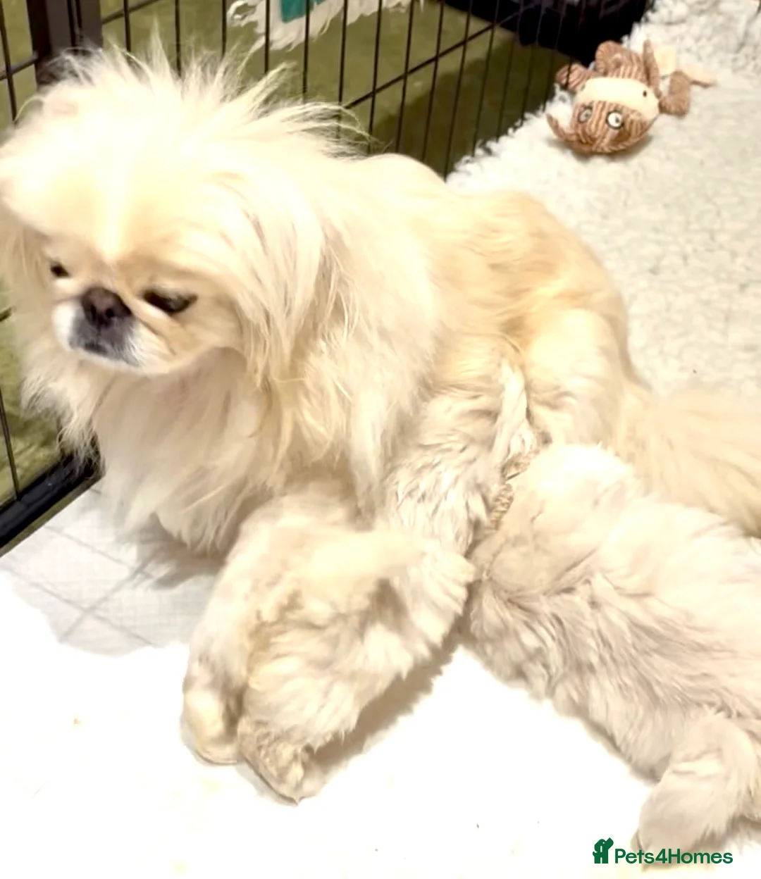 Pekingese dogs for sale: Exceptional KC Registered Pekingese Puppies.  - Advert 1
