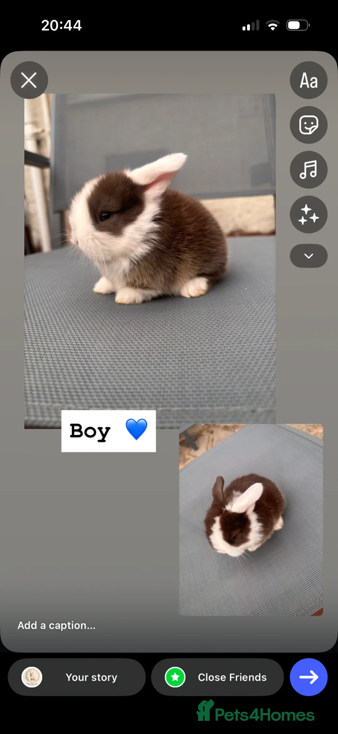 Mini Lop rabbits for sale: Mini lops for sale - Advert 1