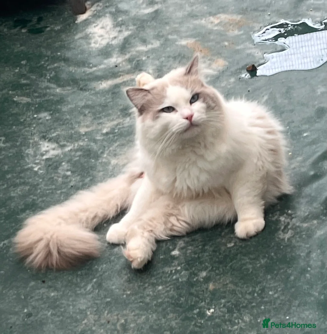 Ragdoll cats for stud: Handsome stud - Advert 5