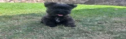 Cairn Terrier dogs for sale: KC Registered Cairn Terrier Pups - Advert 9