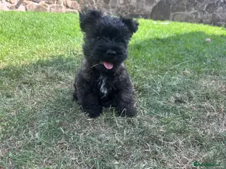 Cairn Terrier dogs One Left 🩵 Cairn Terrier Pups - Advert 2