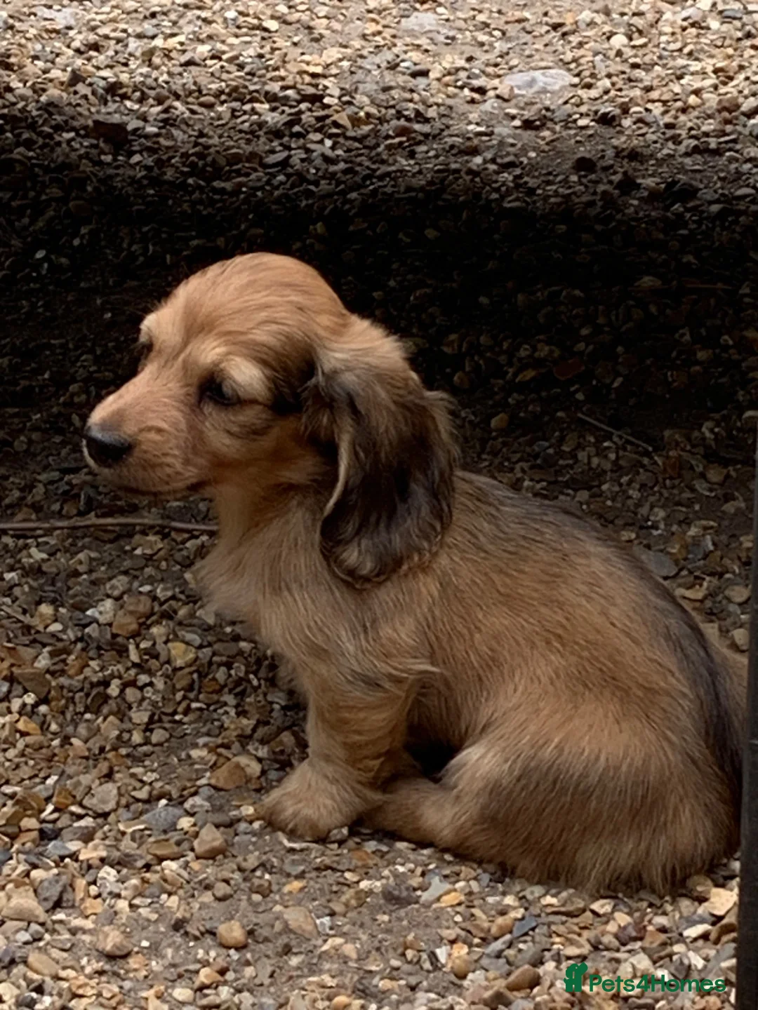Dachshund dogs for sale: Ready now top quality KC Reg - Advert 11