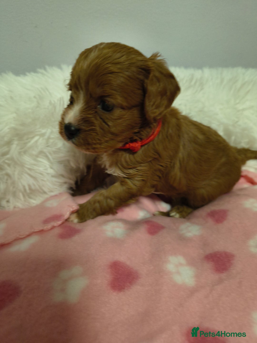 Cavapoo dogs for sale: Stunning litter of F1 cavapoo puppies,DWKC reg  - Advert 17