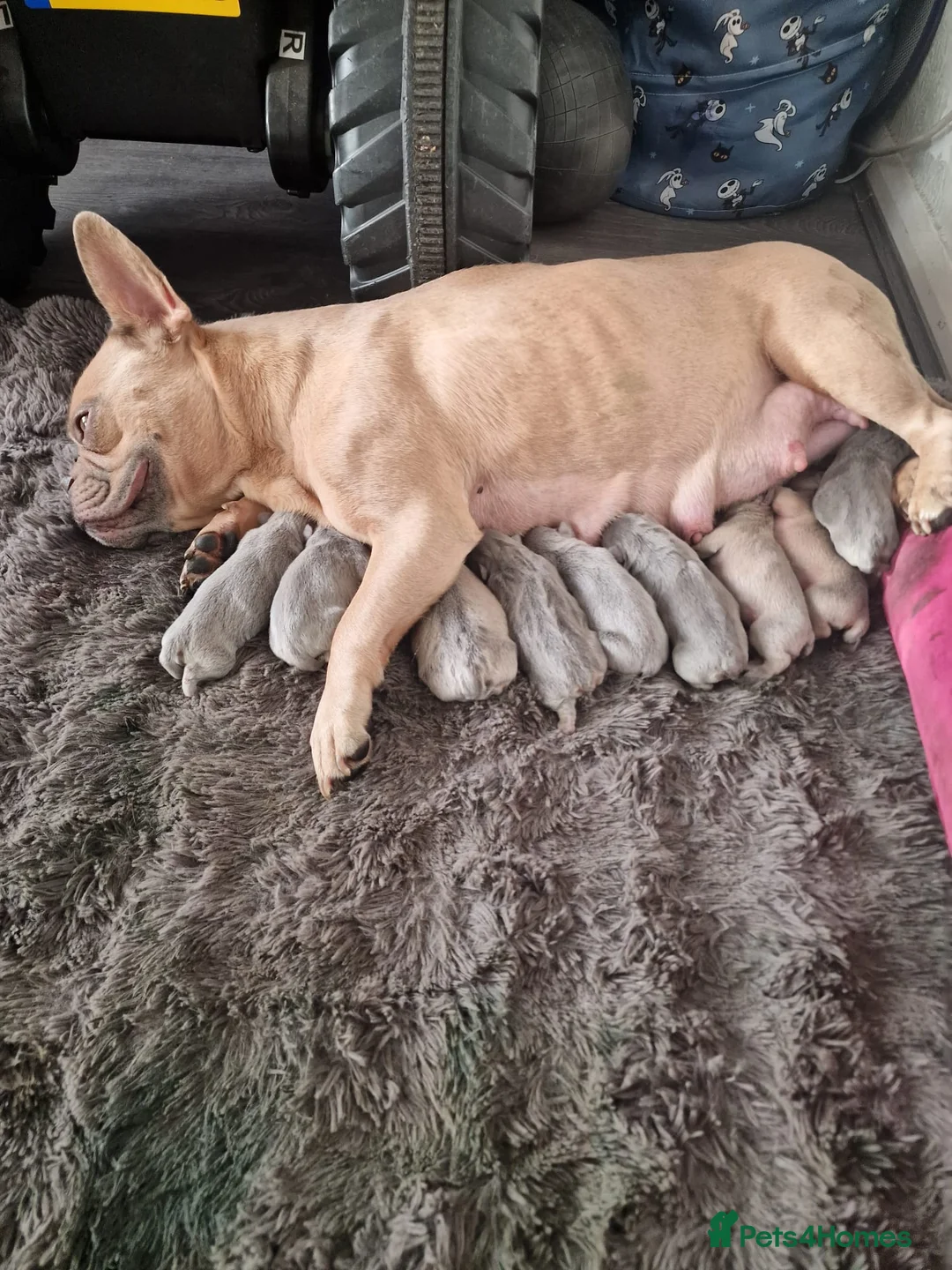 French Bulldog dogs for sale: French bulldog  in Smethwick - Advert 2