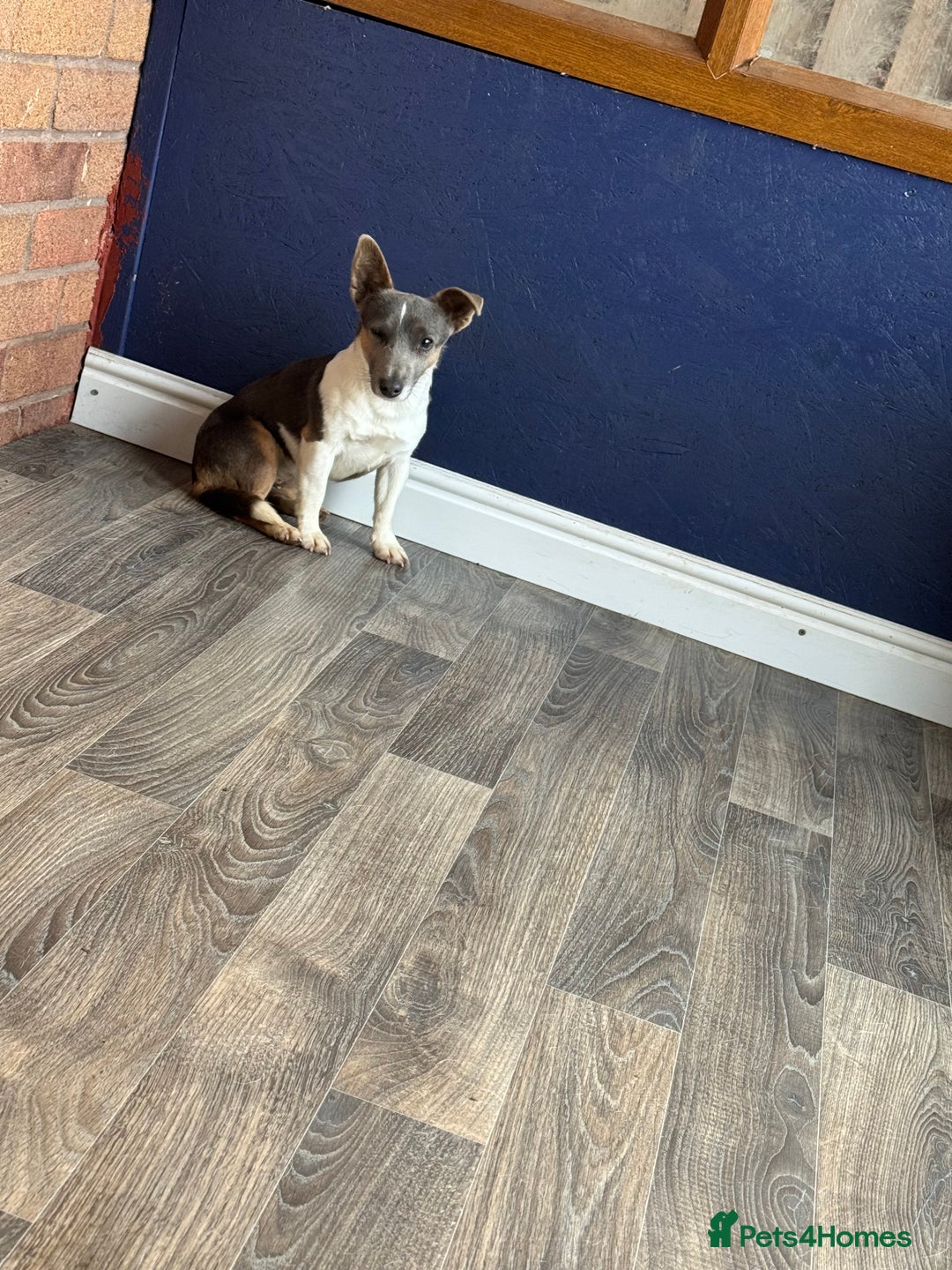 Jack Russell dogs for sale: Blue jack Russell girl - Advert 1