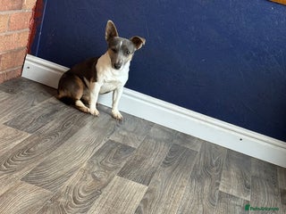 Jack Russell dogs Blue jack Russell girl - Advert 1