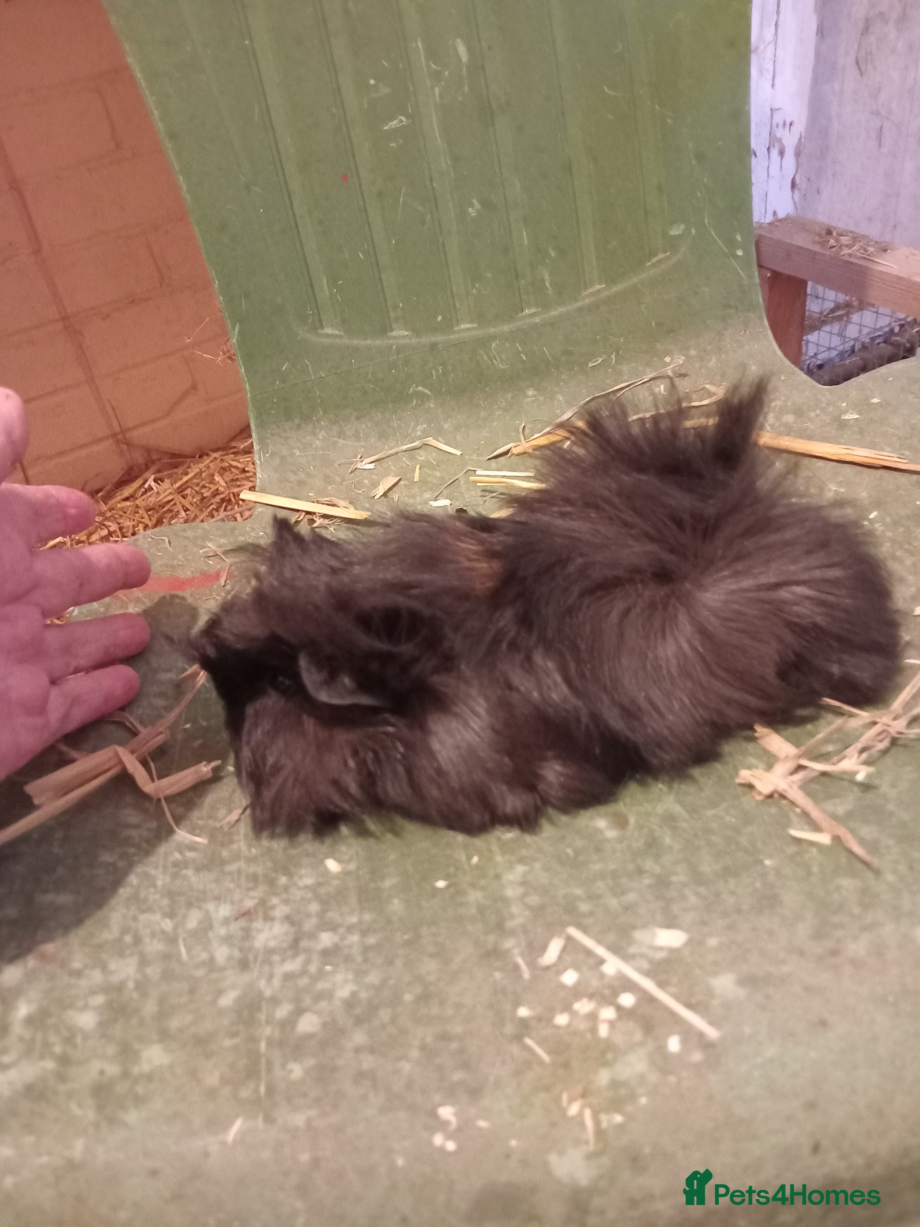 Guinea Pig rodents Alpaca x sheltie guinea pig baby sow - Advert 16