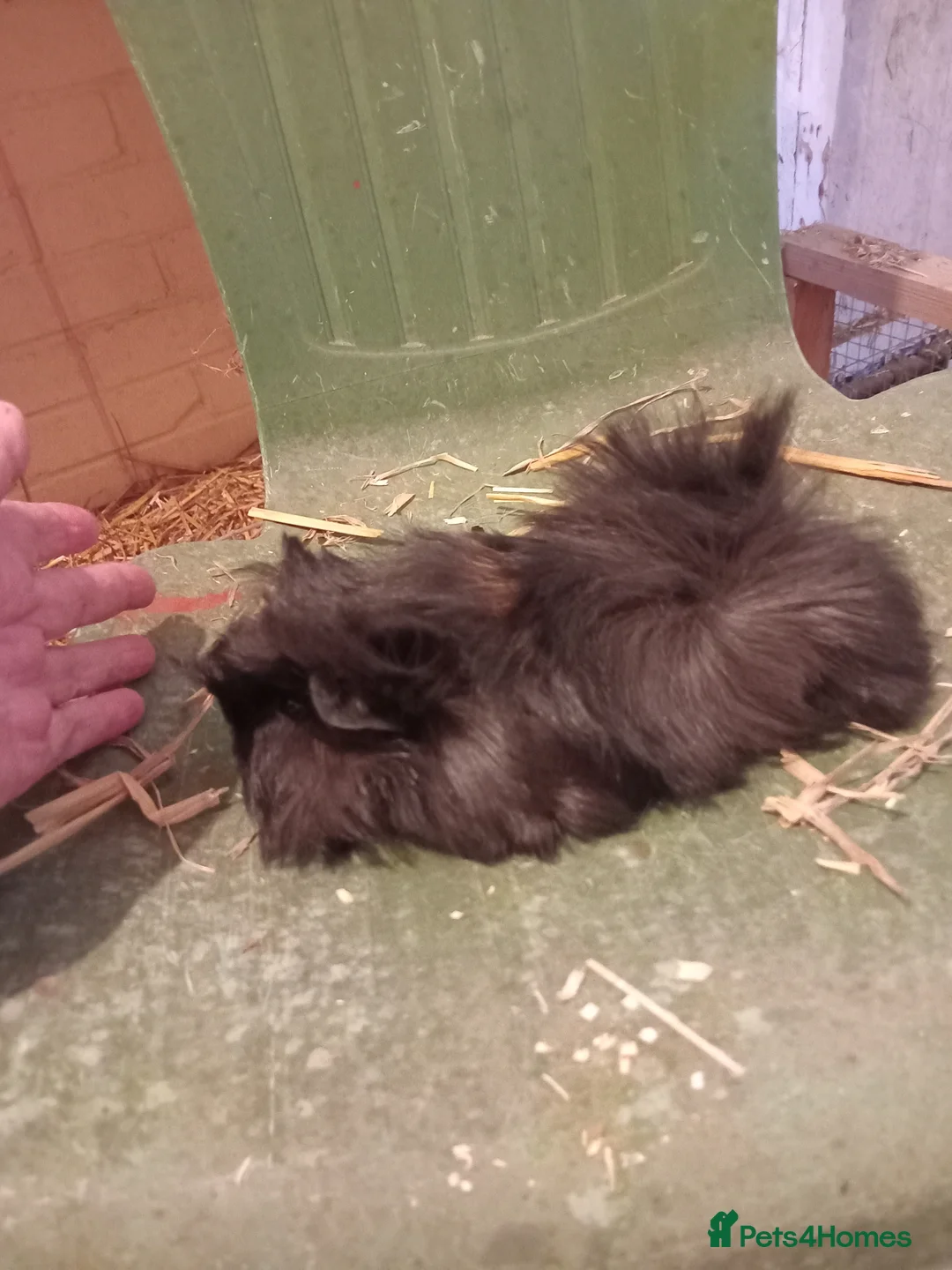 Guinea Pig rodents for sale: Alpaca x sheltie guinea pig baby sow - Advert 1