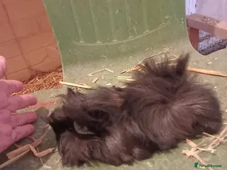 Guinea Pig rodents Alpaca x sheltie guinea pig baby sow - Advert 1