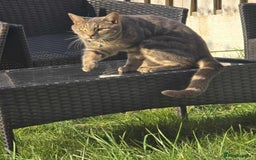 Domestic Shorthair cats for sale: Beautiful boys for sale  - Image 21