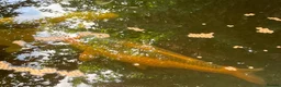 Koi Carp fish for sale: Five large koi carp in St Albans - Advert 3