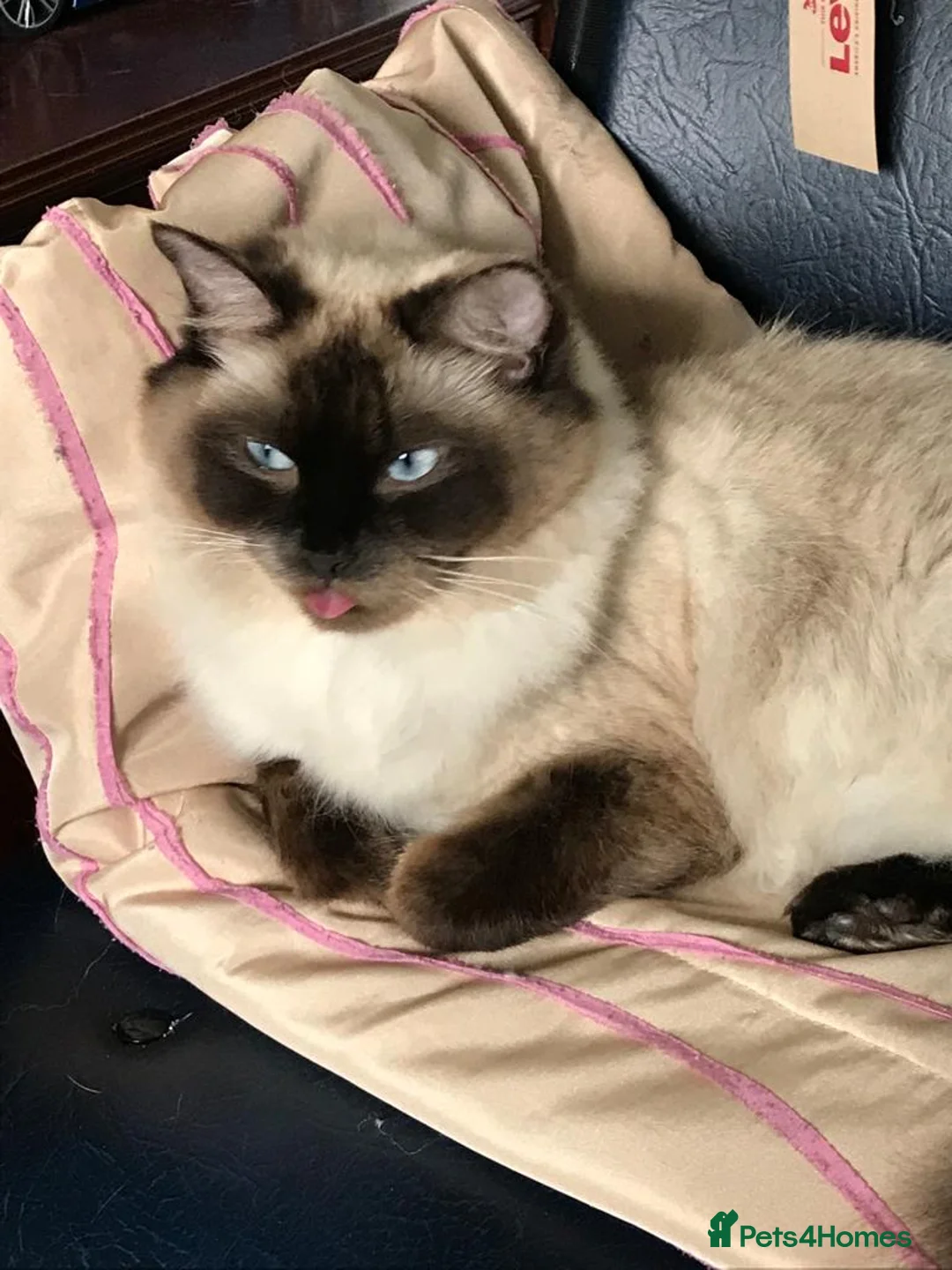 Ragdoll cats for sale: Pure Ragdoll Kittens - Advert 11