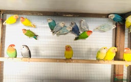 Lovebirds birds for sale: Beautiful lovebirds for sale. - Image 4