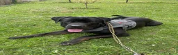 Cane Corso dogs for sale: Free cane corso male 11months  - Advert 5