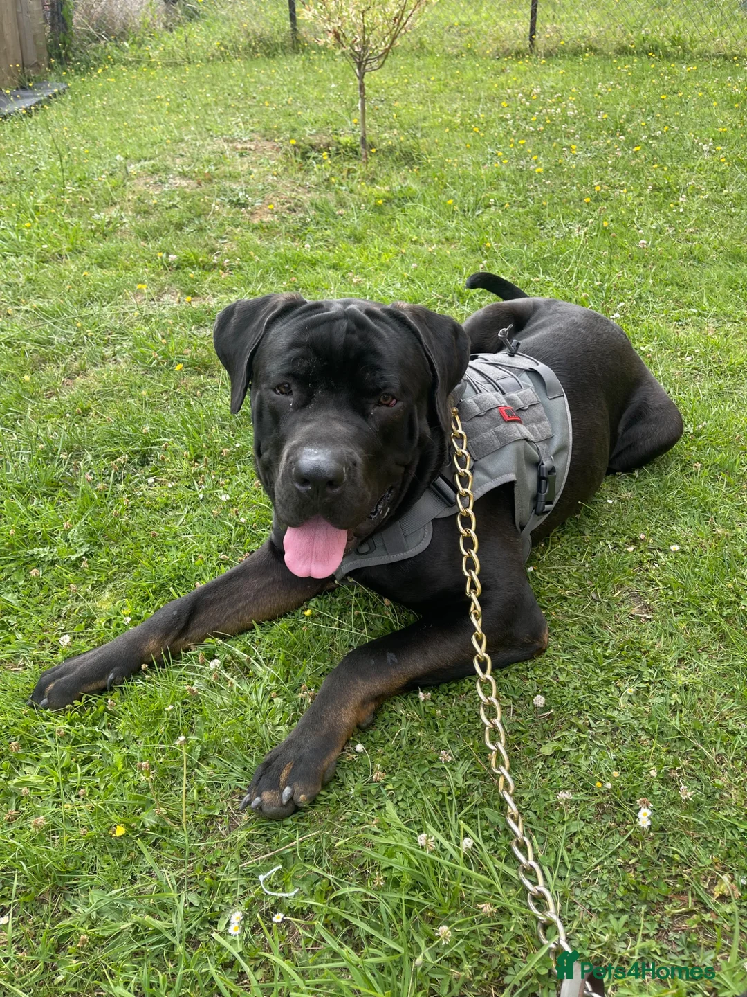 Cane Corso dogs for sale: Free cane corso male 11months  - Advert 5
