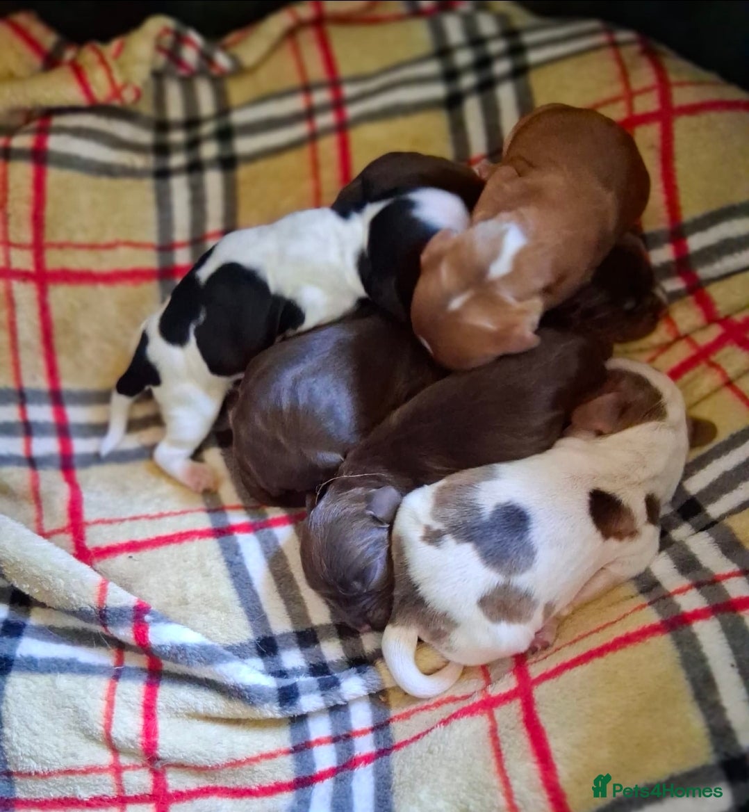 Cocker Spaniel dogs KC Reg Showtype Cocker Spaniels- 'Ready Now' - Advert 1