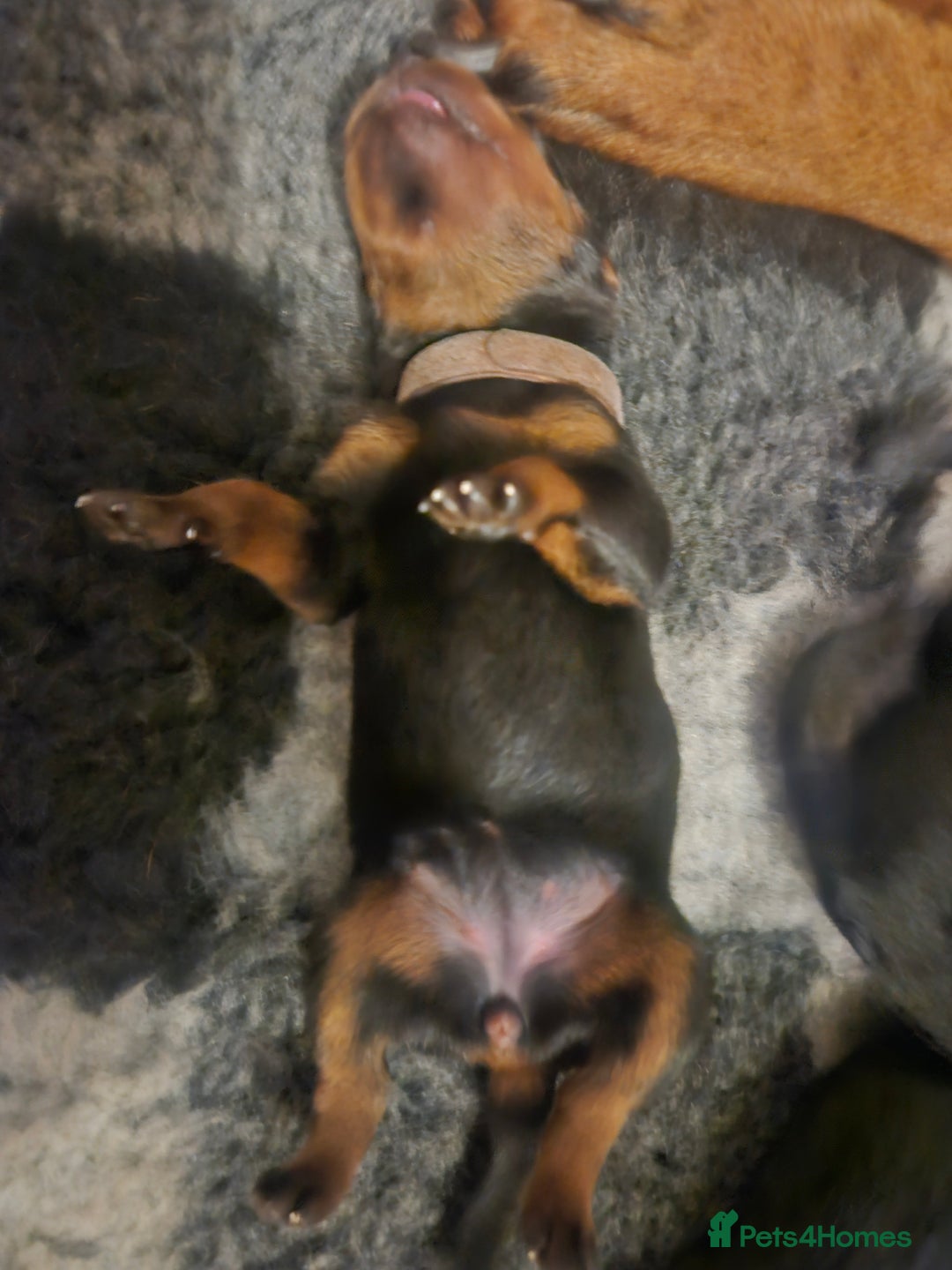 Rottweiler dogs for sale: KC Registered Rottweiler Puppies excellent lineage - Image 10