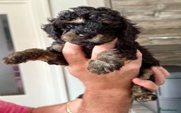 Cavapoo dogs for sale: READY NOW! Adorable Phantom F1b Cavapoo puppies  - Image 9