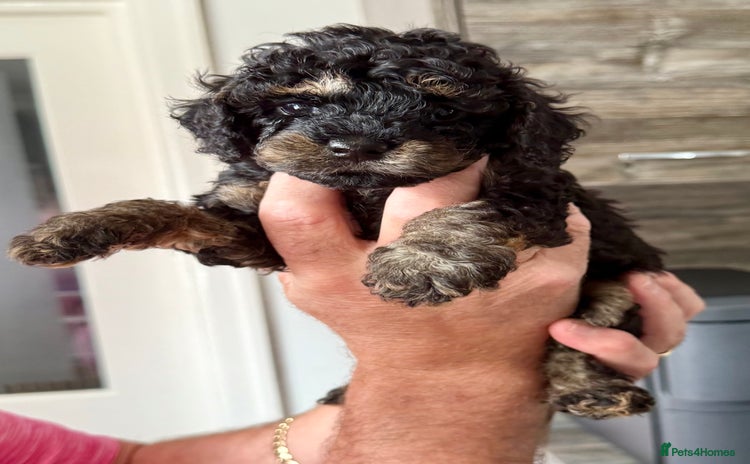 Cavapoo dogs - Advert 4