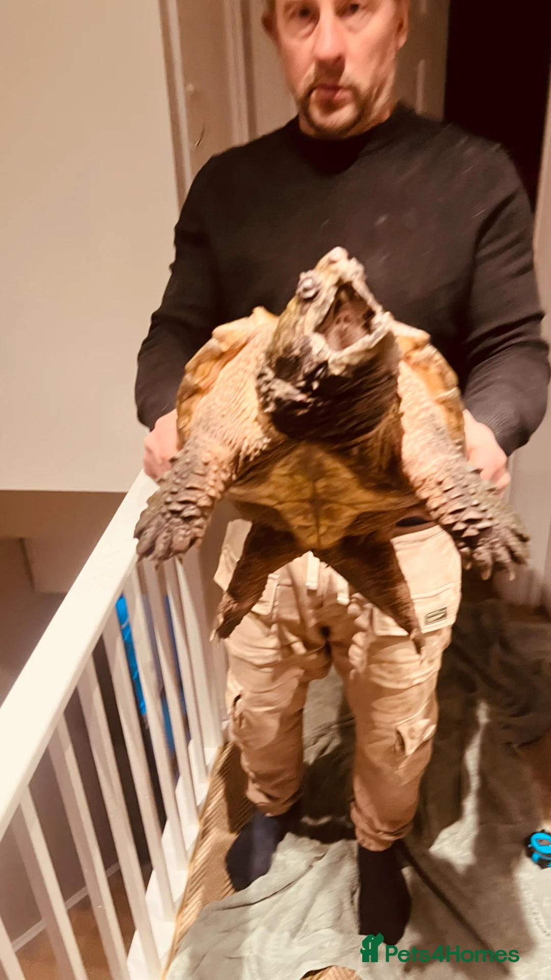 Turtle reptiles for sale: Alligator Snapping turtle for sale - Advert 2