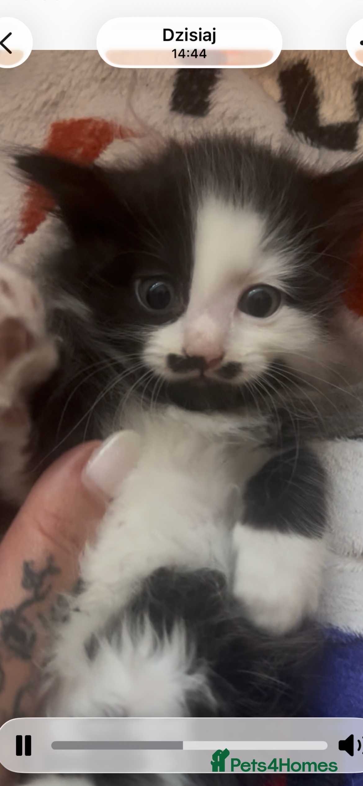 Mixed Breed cats Mr Moustache 🥸🥰beautiful long haired boy ❤️ - Advert 1