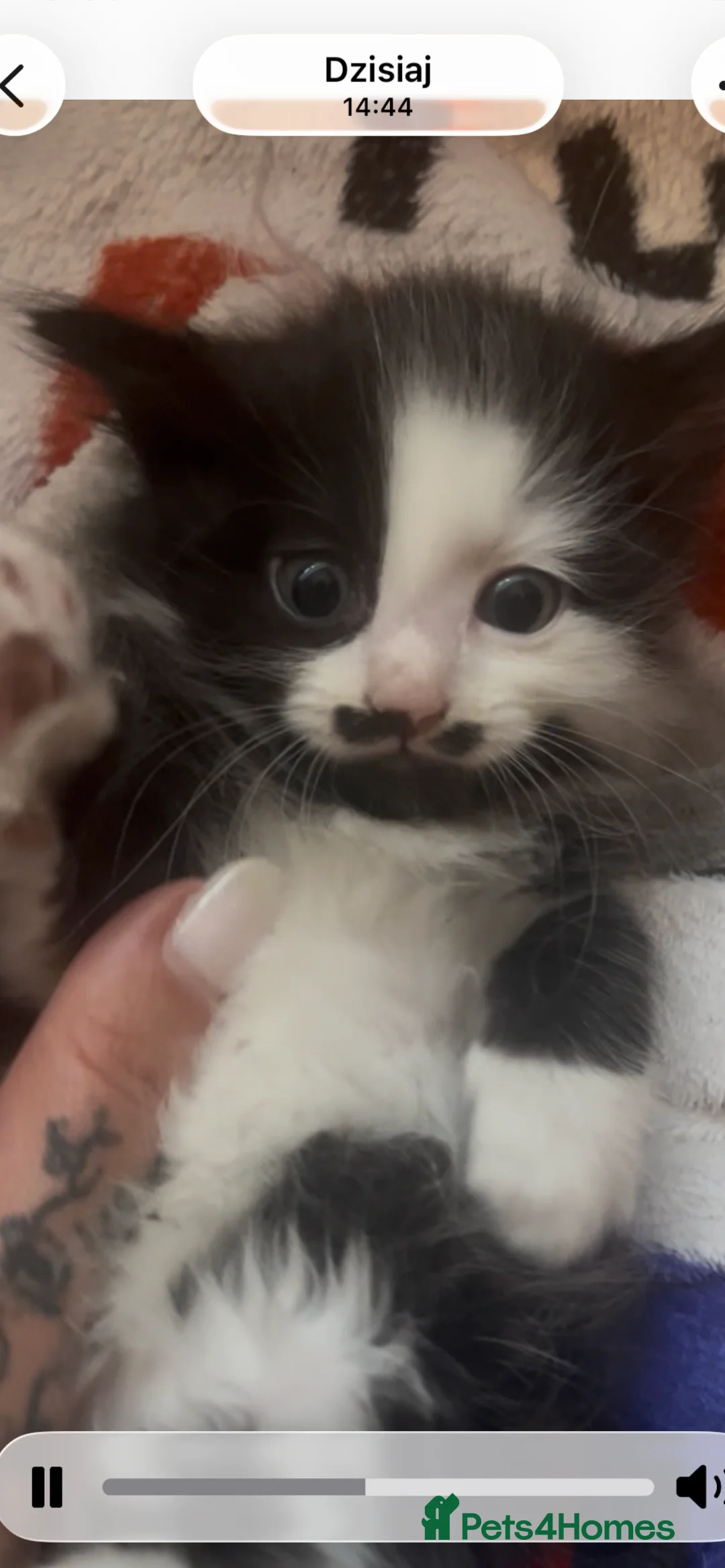 Mixed Breed cats for sale: Mr Moustache 🥸🥰beautiful long haired boy ❤️ - Advert 1