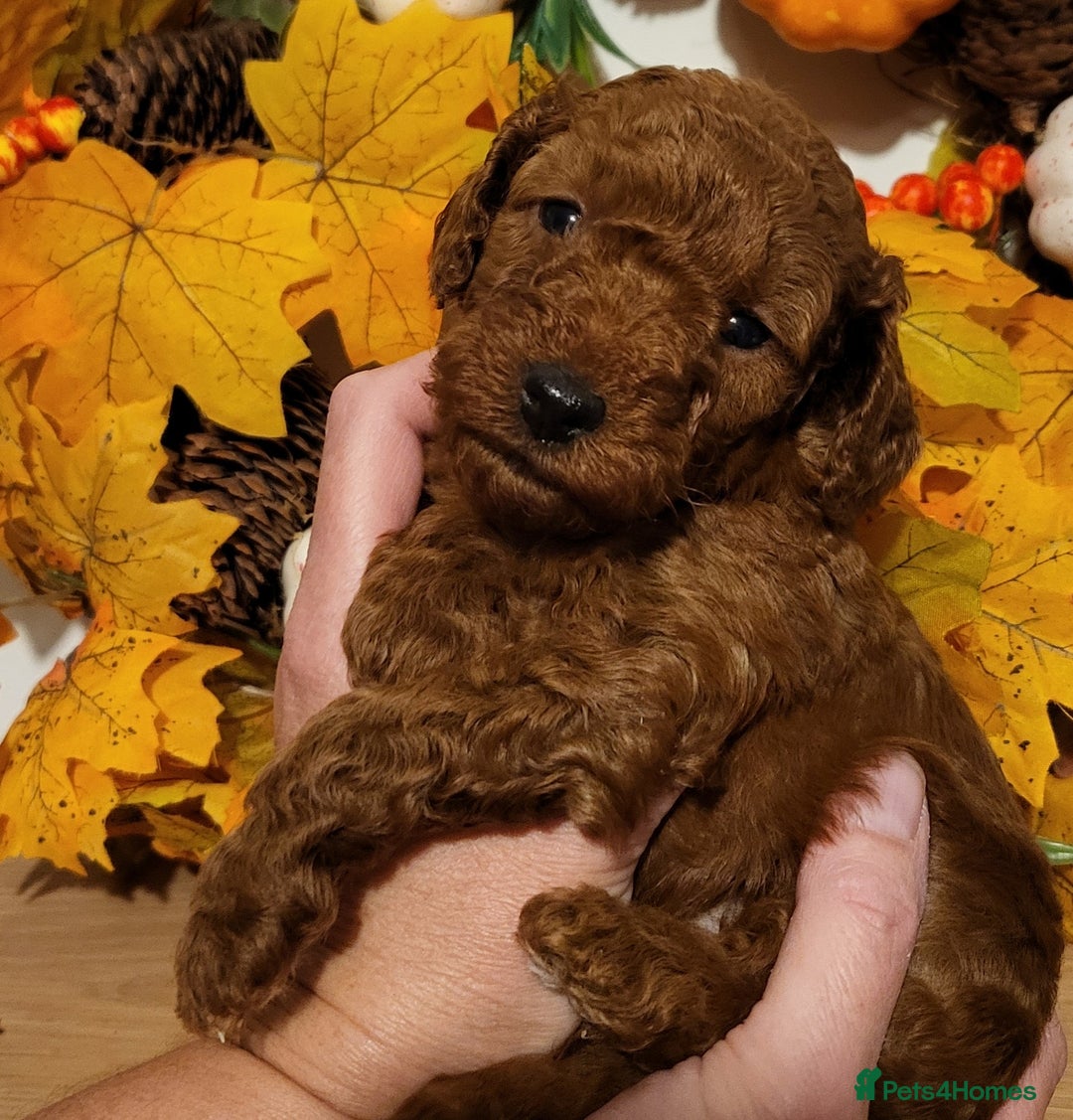 Cockapoo dogs for sale: Golden and Apricot Red F1b Cockerpoos for sale! - Image 8